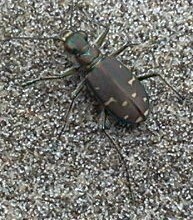 Cicindela oregona