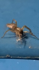 Clubionidae