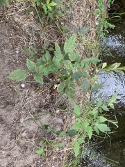 Clematis ligusticifolia