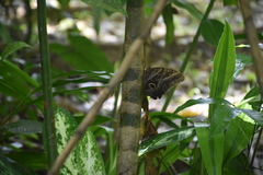 Caligo teucer insulanus