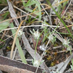 Blennospora drummondii