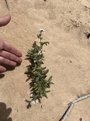 Heliotropium ramosissimum