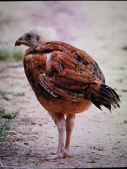 Gallus gallus domesticus