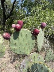 Opuntia lindheimeri