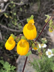 Calceolaria corymbosa