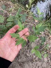 Clematis ligusticifolia