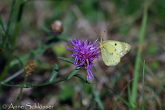 Colias
