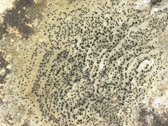Lecidella elaeochroma