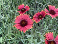 Gaillardia