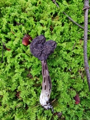 Helvella lacunosa