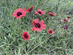 Gaillardia