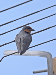 Hirundo tahitica