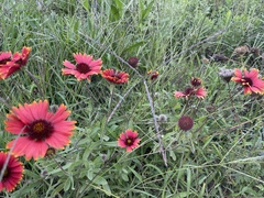 Gaillardia