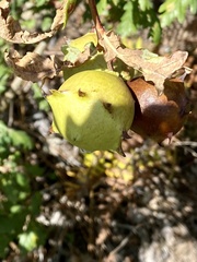 Andricus quercustozae