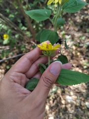 Vigethia mexicana
