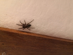 Scotophaeus blackwalli