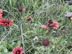 Gaillardia