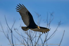 Cathartes burrovianus