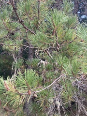 Pinus contorta contorta
