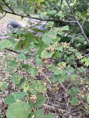 Blaesodiplosis