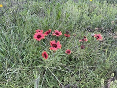 Gaillardia