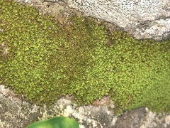 Tortella tortuosa