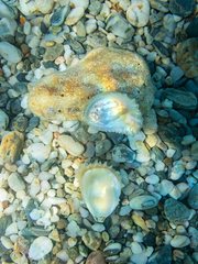 Ostreidae
