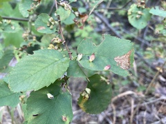 Blaesodiplosis