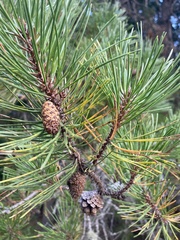 Pinus contorta contorta
