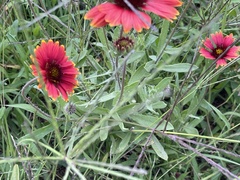 Gaillardia
