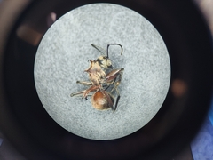 Polyrhachis