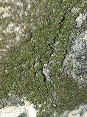 Grimmia laevigata
