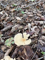 Craterellus tubaeformis