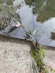 Symphyotrichum subspicatum