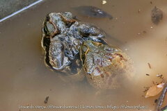 Rhinella diptycha