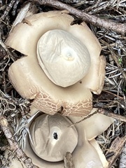 Geastrum triplex