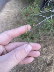 Pinus contorta contorta