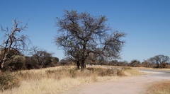 Vachellia