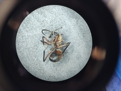 Polyrhachis