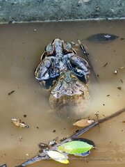 Rhinella diptycha