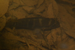 Cichlidae