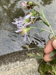 Symphyotrichum subspicatum