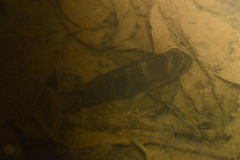 Cichlidae