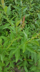 Salix eriocephala