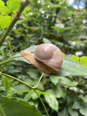 Parthena acutangula