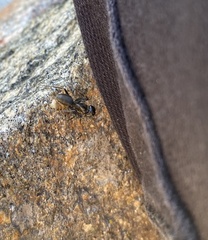 Camponotus vagus
