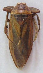 Lethocerus annulipes