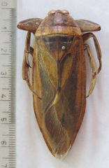 Lethocerus annulipes