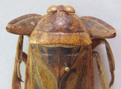 Lethocerus annulipes