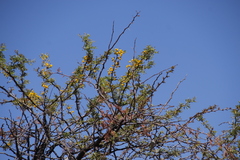 Vachellia